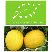 Melon z Sycylii_BIO - odmiana GIALLO, 1 szt 