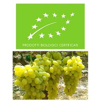 Winogrona jasne z Sycylii_BIO_Odmiana bezpestkowa, 0,5 kg